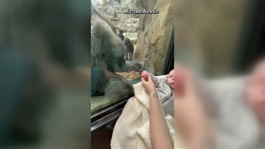 Mother Gorilla Forms Kinship With Baby Boy at Franklin Park Zoo