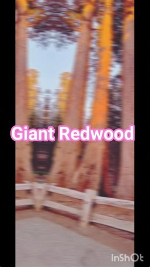 Sequoia National Park, California, USA