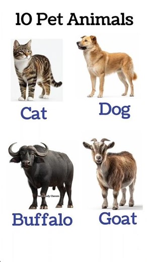 10 Pet Animal Name in English for Kids | Learn Pets Names short #shorts #viral #petsanimals