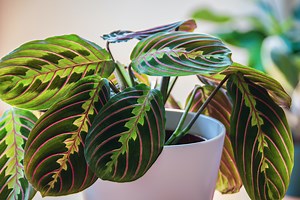 Prayer Plant Care: 9 Tips for Growing Prayer Plants - 2025 - MasterClass