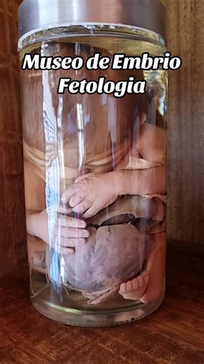 Museo de Embrio Fetología: Ciencia y Educación