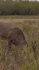 Dart! #hunt | The Legends of the Fall