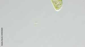 real life micro organism footage under a microscope