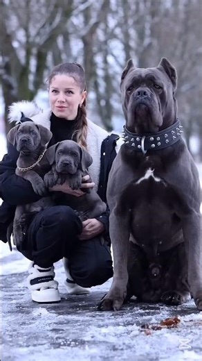 cane corso vs Pitbull