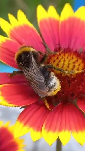 How to Identify The Male or Drone of Bumble-bee? Bumble-bee Bombus terrestris on Flowers.