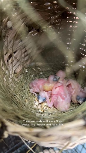 Explore the Life of Newborn Society Finch Chicks