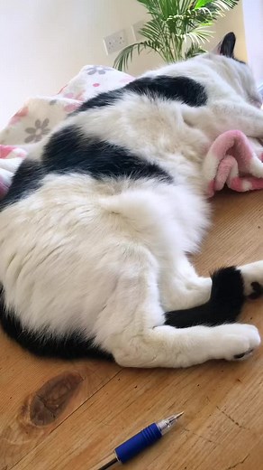 Understanding the Signs of Breathing Issues in Cats