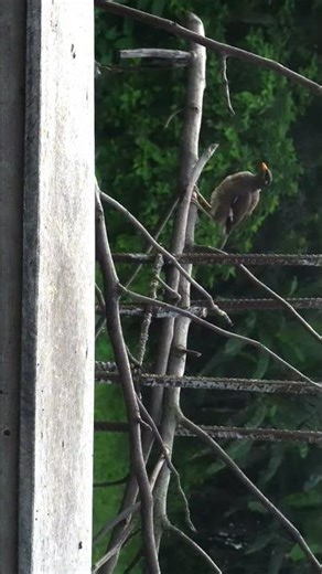 interactive cat games on screen