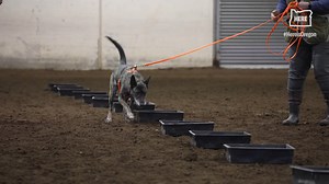 12 reactions · 15 shares | Any dog can be a truffle dog. Corgis,...