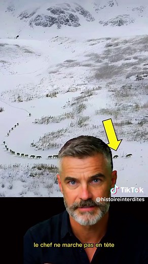 Cette formation de loups est plus intelligente que tu ne l’imagines #loups #nature #strategie #animal #wildlife #incroyable #viral #tiktokfr #tiktokfrance #fyp #pourtoi #tiktoknews