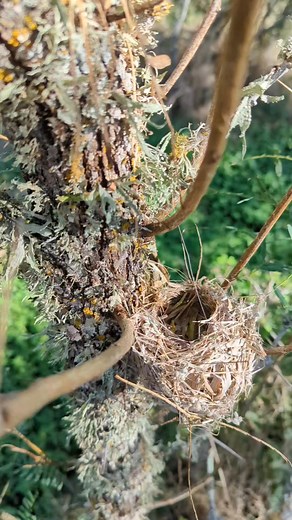 Super cute bird nest! How cute is that. | Mia Beweenie
