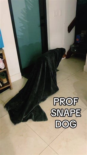 Embodies moody Snape very well! #harrypotter #tiktokcreatorsearchinsightsincentive #goldenretriever #dogs #trending