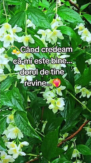 Vaii..vai..vai..durerea ta mă poartă.. #love