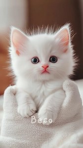 Chocolate🍫Cat | Beco