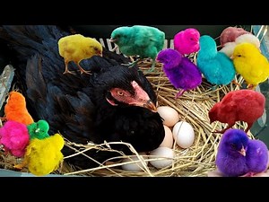 Multi Colors New Born Chicks Hatching By Hen \\ Many Coloured Chicken Baby #3MBVlogs