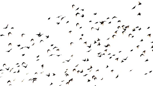 Migration alert issued as Chicago area sees surge in bird flights over region