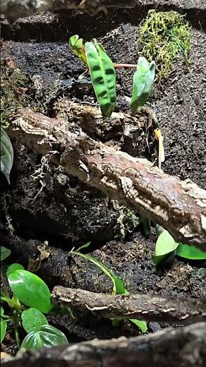Green Tree Python - Bioactive Enclosure 🐍🌴