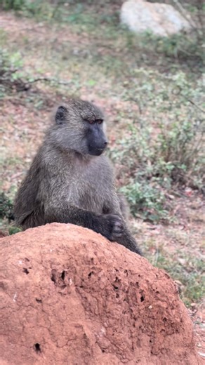 Aine Benjamin on Instagram: "Olive baboons (Papio anubis) are one of only two diurnal primate species found in Lake Mburo National Park. They are commonly encountered during game drives, walking safaris, or near the park’s entrance, particularly around the Rwakobo Rock area. These social, intelligent primates are frequently observed in large troops grooming, playing, and foraging in the woodlands and along road edges. #primates #baboons #wildlife #nature"