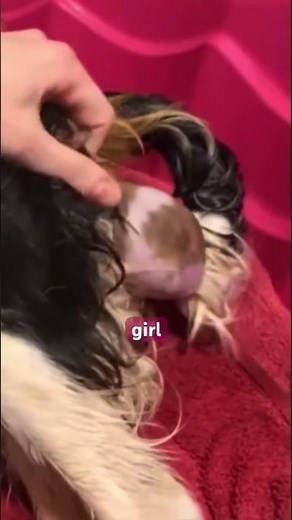 Birth of Puppy #cavalierpuppies #puppies #birth #puppybirth