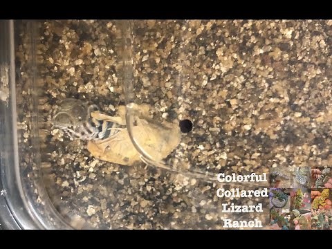 How to hatch Collared Lizard Eggs
