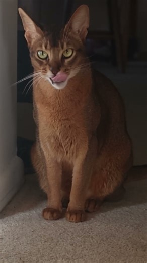 Inside the World of Beautiful Abyssinian Cats #abyssiniancat #cat #cute