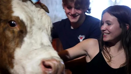 Bird flu threatens to put a damper on cow cuddling