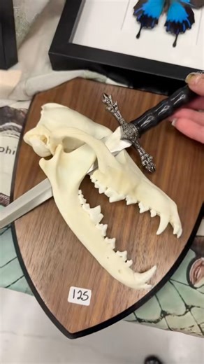 Yes, I’ll take one of everything 🤩 Featuring @wildflower.oddities at @odditiesandcuriositiesexpo 💀 Visit Oddities.com for more info about our upcoming events! | Oddities & Curiosities Expo