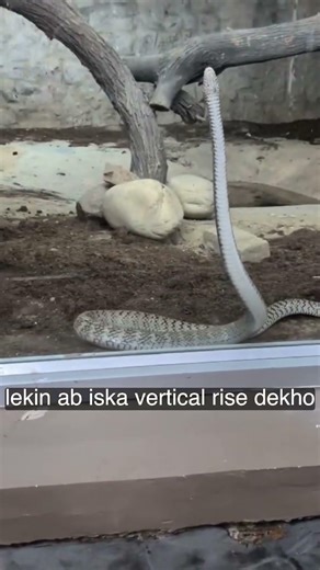 The Dance of the King Cobra: Watch This! 🐍✨ #nature #reptiles #amazingnature