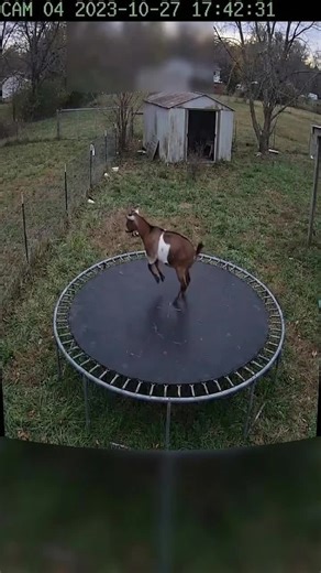 Goat jumping on trampoline 🤣🤣🤣#goat #foryou #viral #fyp #funny