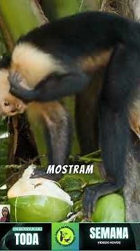 #Monkey 🐒 Incredible Facts About One of the World's Smartest Animals #animals #world