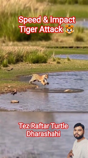 Unexpected Hunt: Tiger vs Turtle 🐯🐢 #shorts #tiger #wildlife #jimcorbett