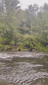 It's that time of year when bears are taking full advantage of the salmon run. 🐻🐟As they stock up for the winter months ahead, these iconic BC moments remind us of the natural rhythm of life. Credit: @trailsofroo | Super, Natural British Columbia