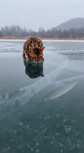 Funny Cat Ice Fishing Adventures!