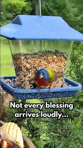A Painted Bunting Just Blessed Our Feeder 🌈🐦 | Most Beautiful Backyard Bird Ever?