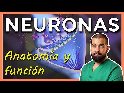 Anatomía de la NEURONA. SINAPSIS explicada