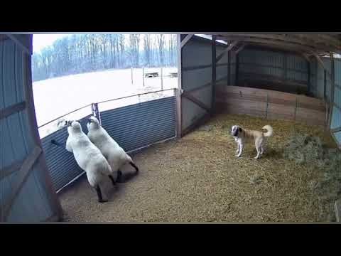 CCTV Footage: Sheep Hold the Barn Door as Wolves Break In