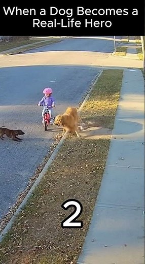 🐶 Real-Life Heroes Dogs Saving Humans Caught on CCTV 💥 #dogshorts #dogsaveslife #doghero #shorts
