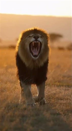 Lion Comes and Attacks with Full Power | Intense Wildlife Predator Moment #wildlife documentary#loin