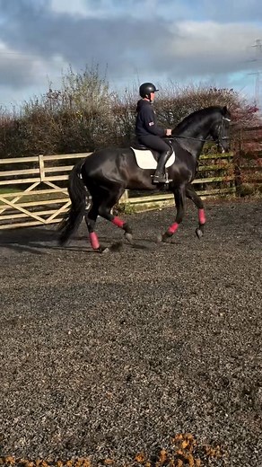 Stallion Eros RT, 17.1 hh Tuschinski Rubinstein 1 Flemmingh Lapaco Landgraf 1. with 42% Thoroughbred . With his owner he has competed successfully in British Eventing , competed in all British Dressage Regionals from Novice to Advance Medium & FEI Prix St Georges Dressage Licensed, graded, approved with Sports Horse of GB & AES, Sire to BYEH Class finalists. BE Event horses and BD dressage horses. His offspring inherit his forward-thinking trainable brain & great temperament. He has correct conf