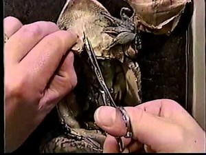 Frog Dissection for the Middle School