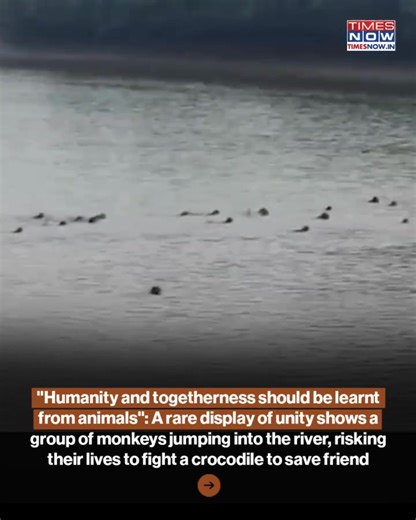 A viral video from Odisha shows a troop of monkeys bravely trying to rescue a companion from a saltwater crocodile, highlighting their strong social bond. The attempt failed, leaving viewers emotional and sparking discussions on animal empathy and wildlife dangers in the region. #Viral #TimesNow | TIMES NOW