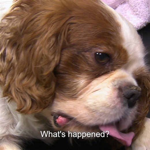 Draining dog's ear filled with infected pus 😖 | Bondi Vet
