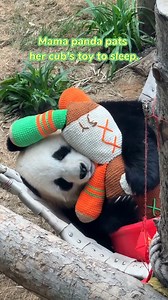 So adorable! Panda gently pats her doll, watching over it as it drifts into a peaceful sleep. 🌙🐼💤 #ChinesePanda #CozyCompanionship #AdorableMoments | Embassy of The People's Republic of China in the United States