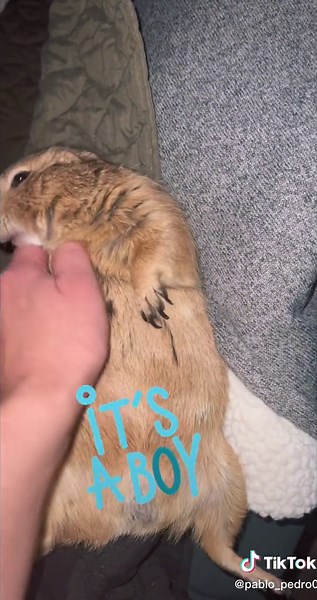 Catching a Prairie Dog: Tips and Tricks