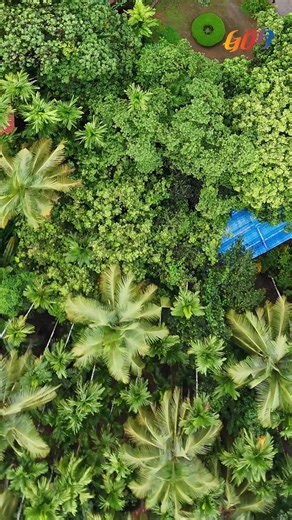 At Sahakari Spice Plantation, explore Goa’s rich agricultural heritage and the vibrant spices that define its culinary landscape. @sahakarispice #GoaTourism #RegenerativeTourismGoa #GoaBeyondBeaches #SahakariSpiceFarm #SpicePlantation #Goa | Goa Tourism Department