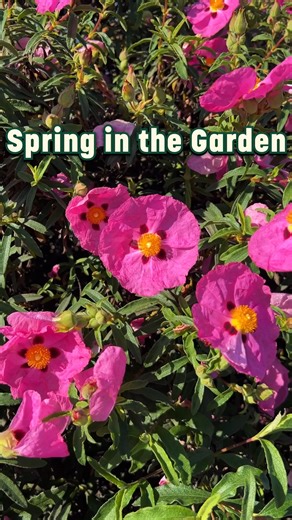 With vibrant spring blooms and buzzing pollinators, the Garden is constantly changing—every visit reveals something new. Stop by and soak up the sights, scents, and sounds of the season! 🌸🐝🌿 #springtime #plantsmakepeoplehappy #SanDiegoBotanicGarden #SDBG | San Diego Botanic Garden