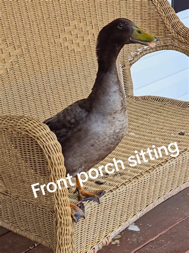 Front porch sitting. #ducksoftiktok🦆 #ducks #animals #ducktok #ducksoftiktok