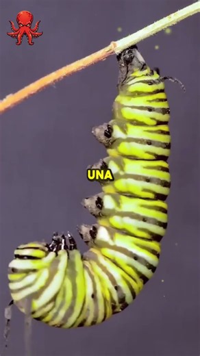 ¿Cómo descubrió un niño de 10 años que las mariposas recuerdan haber sido orugas? 🦋 #ciencia
