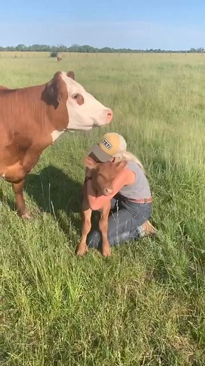 440K views · 8.2K reactions | Home on the range with Lily and Lucy #baby #farmer #cow #family #countrylife #sitkagear #cattle | Jack H. | Facebook