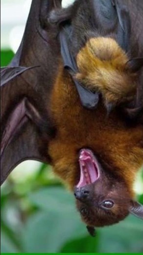 Do you know how bats give birth to their young?
